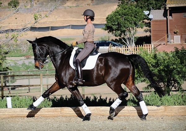 Ruiter in dressuurhouding op een donker paard in beweging