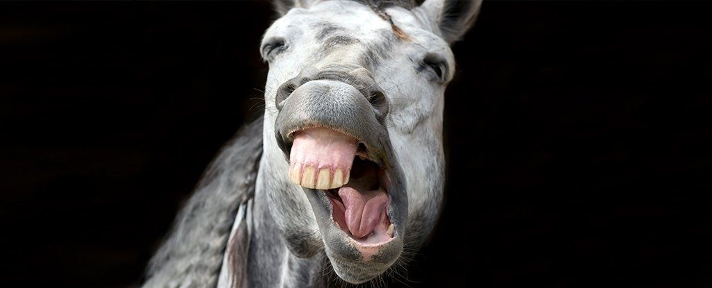 Close-up van een paard met open mond en zichtbare tanden