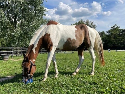 Bont paard graast kort gras in een omheide groene weide