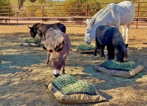Vier paarden eten hooi uit netten op een zandige paddock