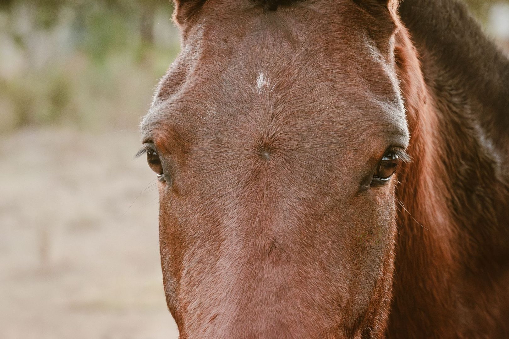 Close-up van het gezicht en de ogen van een bruin paard