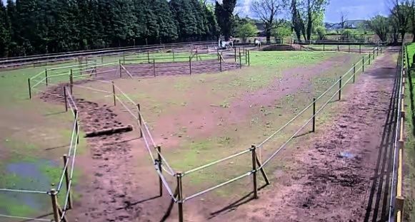 Omheinde paddock met smalle looproutes op een beperkt perceel